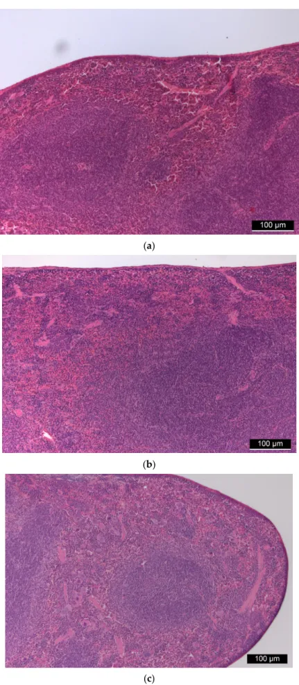 Figure 4. (a) Control spleen tissue. (b,c): Spleen tissues of “low dose” (b) and “high dose” (c) FSGM-treated mice