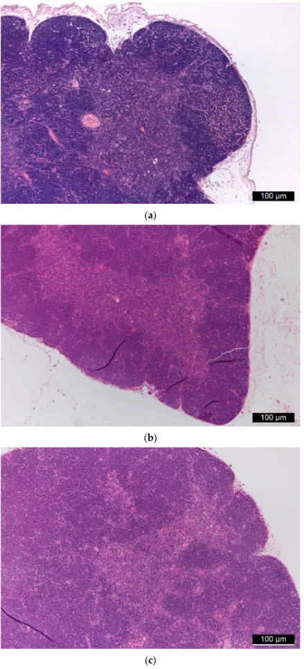 Figure 5. (a) Control thymus tissue. (b,c): Thymus tissues of “low dose” (b) and “high dose” (c) FSGM-treated mice