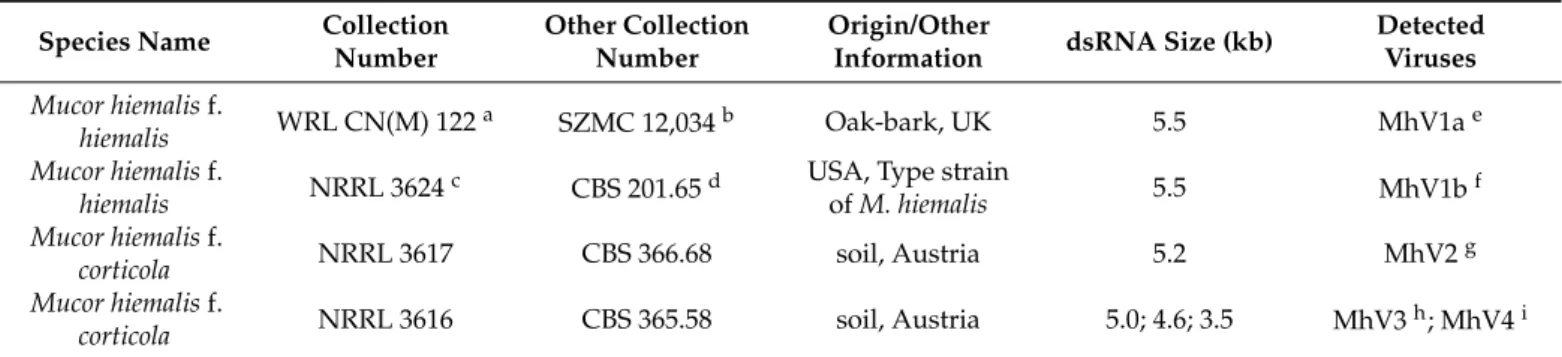 Table 1. Sizes of dsRNA molecules detected in Mucor isolates.