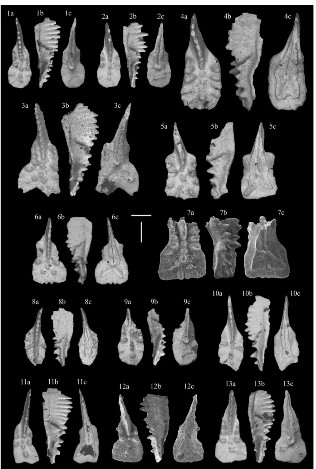 Figure 5. SEM micro-photographs of conodonts of the Dovško succession. Scale bars are 200 μm and all specimens are on the same scale