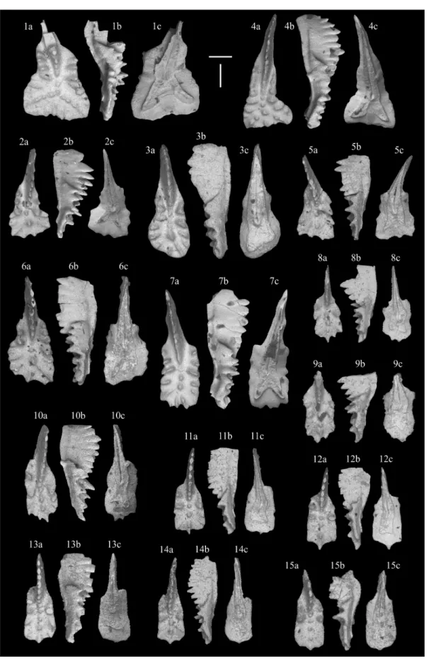 Figure 6. SEM micro-photographs of conodonts of the Dovško succession. Scale bars are 200 μm and all specimens are on the same scale