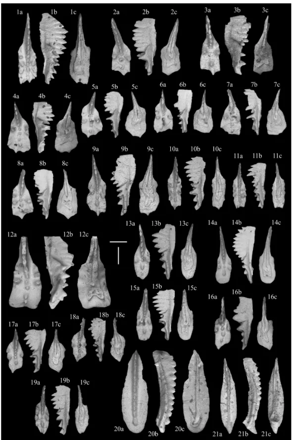 Figure 7. SEM micro-photographs of conodonts of the Dovško succession. Scale bars are 200 μm and all specimens are on the same scale