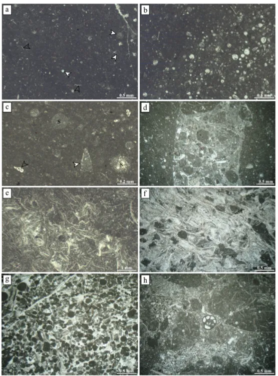 Figure 3. Microfacies from the Norian cherty limestone at Dovško. a. Mudstone to sparse wackestone with radiolarians (white arrowhead) and filaments  (empty arrowhead); sample D20