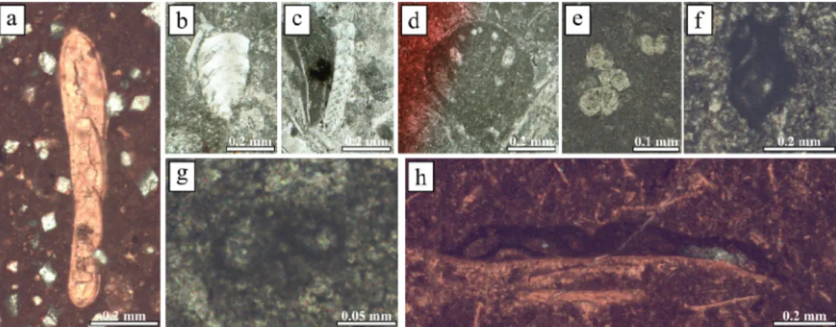 Figure 4. Microfossils from the Norian cherty limestone at Dovško. a. A lagenid foraminifer; sample D10