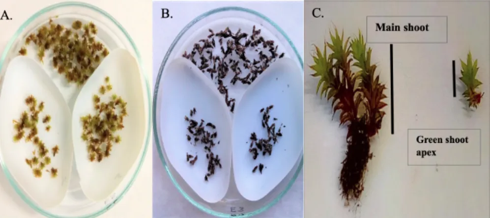 Figure 1. Shoots of the moss Syntrichia ruralis in the (A.) rehydrated state and (B.) desic- desic-cated state (slow drying) and two parts of the green shoot (C.).