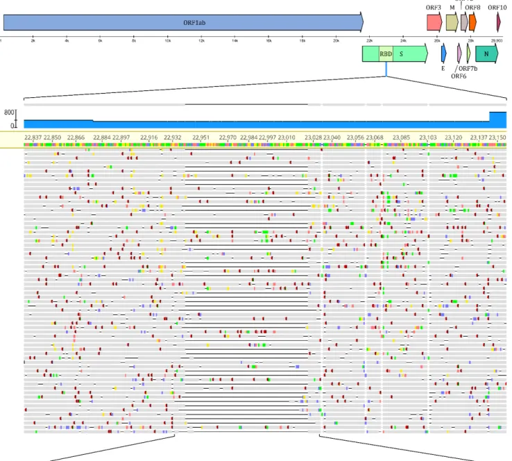 Figure 1. Representation of the deletion and its position within the SARS-CoV-2 genome, along with raw NGS sequencing  data of the region of interest