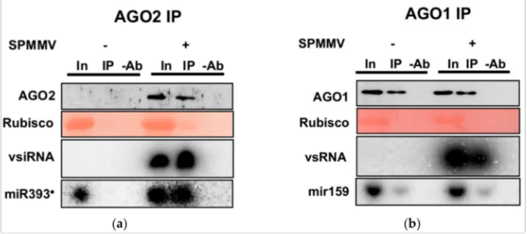 Figure 4. AGO2 associates with vsRNAs and miRNAs. (a) SPMMV and mock-infected plants at 15 dpi were used to prepare native protein extracts