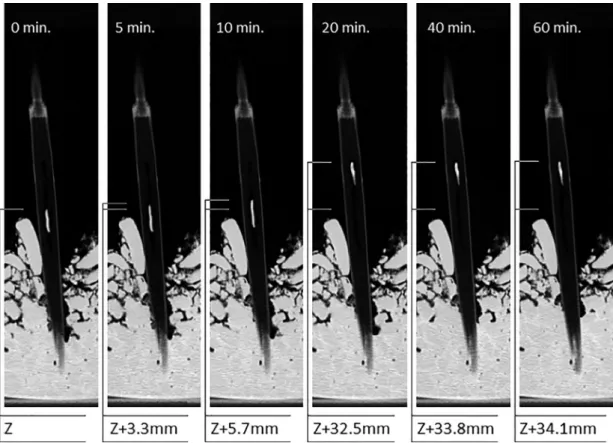 Fig. 4. CT image series representing larval moving as a result of chilling duration.