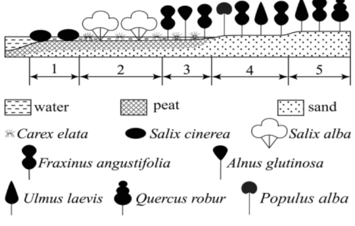 1. ábra: Részlet a Nyírség vegetáció-keresztmetszetéből (Kevey in Kevey et al. 2019) 1: rekettyefüzes fűzláp (Calamagrostio-Salicetum cinereae); 2: fehérfüzes láperdő (Carici elatae-Salicetum  albae); 3: magyar kőrises égerláp (Fraxino pannonicae-Alnetum g