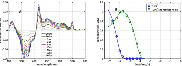 Figure 3. Kinetics of electron transfer between the dye and the heme in G77C-TUPS: (A) Time-re- Time-re-solved difference spectra; (B) time-dependent concentrations of the {TUPS T*  + heme ox } and the  {TUPS +  + heme red } species (symbols), obtained by 