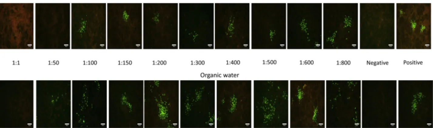 Fig. 1. Indirect immunoﬂuorescence assay (IFA) of the disinfectant effect of chitosan