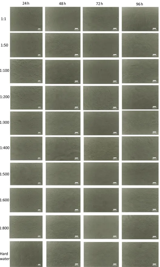 Fig. 3. Effect of chitosan on the proliferation of Vero cells in culture. No abnormal-appearing cells were observed for any of the chitosan dilutions during the experiment