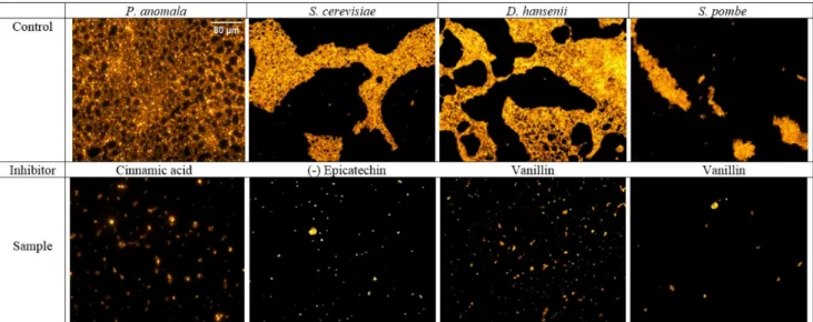 Figure 2. Biofilm formation of yeasts on a glass surface in the presence (sample) or absence (control) of selected phenolic  compounds