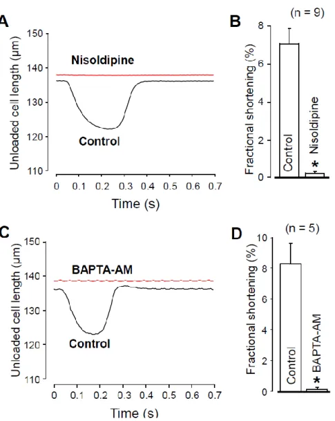 Figure 5. Recording of unloaded cell shortening in the absence and presence of 1 µ M nisoldipine  (A,B) and after superfusion with 5 µ M BAPTA-AM for 30 min (C,D)