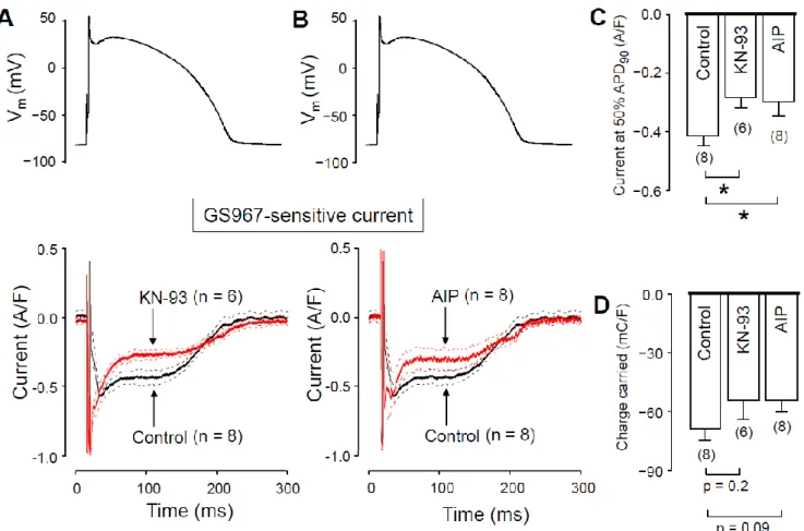 Figure 6. Effects of GS967 on I NaL  under action potential voltage-clamp conditions in control and in the presence of the  CaMKII inhibitor KN-93 and AIP added to the pipette solution