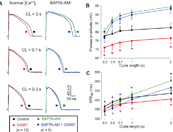 Figure 7. Effects of GS967 on AP configuration. (A) Superimposed AP pairs recorded in control and after superfusion with  1 µ M GS967 at various pacing cycle lengths