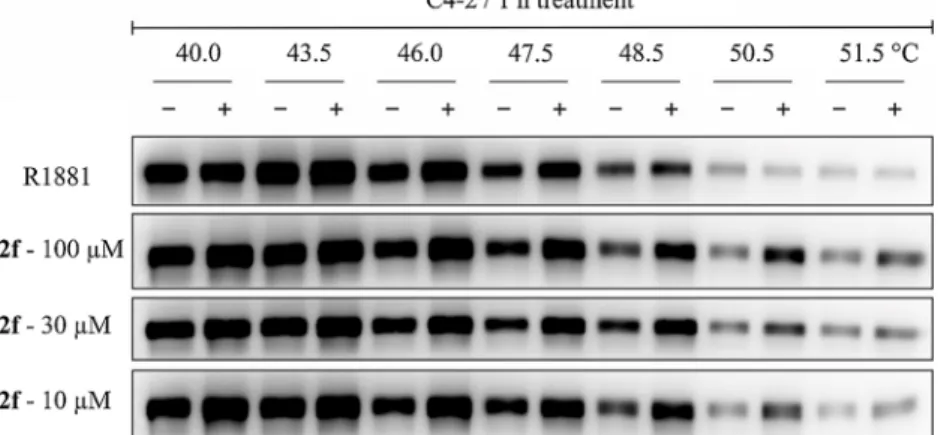 Fig. 6. Western blots showing protein level of AR (soluble fraction) after indicated heat shocks of C4-2 cells after 1 h treatment in absence (-) or presence ( + ) of 100  nM R1881 or 2f in different concentrations