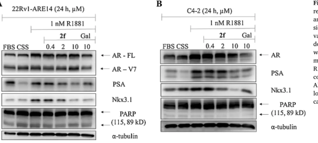 Fig.  9. Western  blotting  analysis  of  AR-  regulated  proteins  in  treated  22Rv1-ARE14  and  C4-2  cell  lines