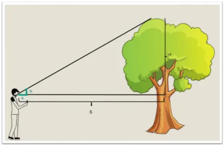 Figure 1. Schematic drawing of tree height calculation 