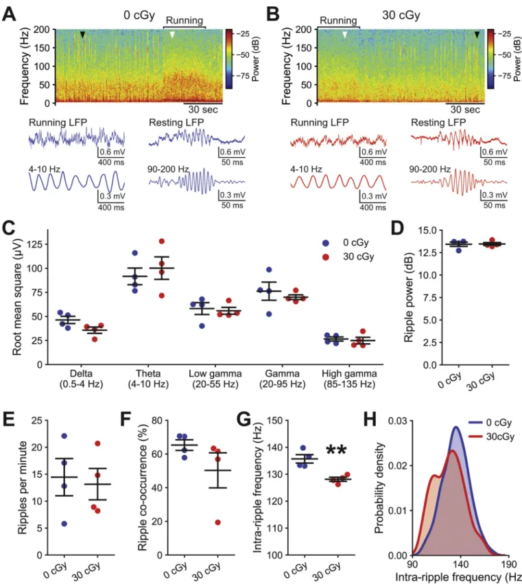 Fig. 4. Memory-associated hippocampal oscillations are disrupted by mixed-ion GCR irradiation