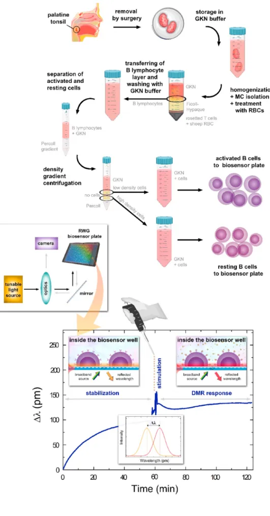Fig.  1. Schematic  overview  illustrating  the  major steps  of the biosensor assay: surgery  material  collection,  storage  in  glucose   po-tassium nutrient (GKN) buffer, mononuclear  cells (MC) isolation through rosetting with 2-  aminoethylisothiouro