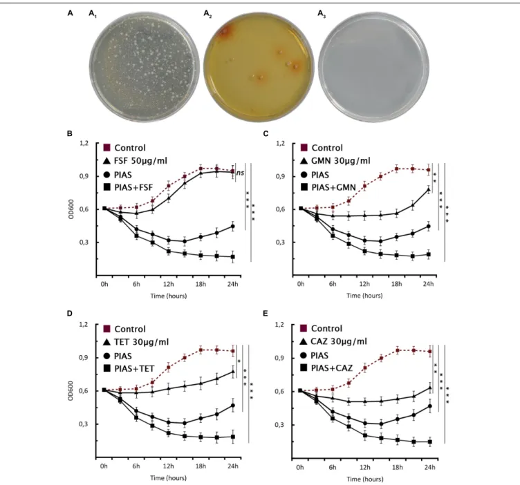 FIGURE 6 | Phage–antibiotic combinational therapy in vitro. (A) Combination therapy on solid agar, P