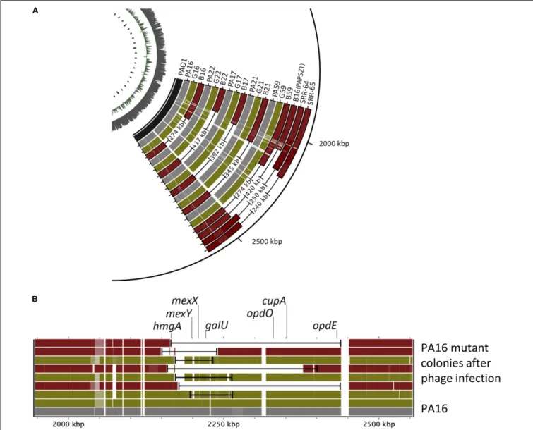 FIGURE 4 | Comparison of the genomic regions of the wild-type and various phage-provoked P