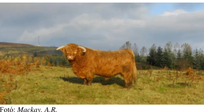 11. kép: A skót marha bika szarvalakulása  