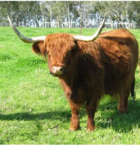 15. kép: Vörös színű skót-felföldi tehén nyári szőrköntösben 