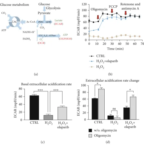 Figure 6: Olaparib improved aerobic glycolysis in Caco-2 monolayers exposed to H 2 O 2 -induced oxidative stress