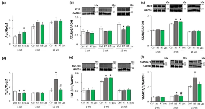 Figure 6. The effects of losartan on the expression of genes and proteins related to the cardiac renin- renin-angiotensin-aldosterone system and canonical SMAD-dependent pathway at weeks 1, 3, and 15