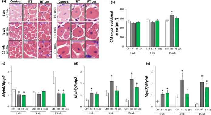 Figure 3. The effects of losartan on left ventricular hypertrophy assessed by histology at weeks 1, 3, and 15