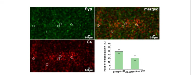 FIGURE 7 | Synaptic presence of C4. High-resolution confocal microscopy images of double immunostained cerebral cortical sections were analyzed for colocalization of C4 and synaptophysin (Syp)
