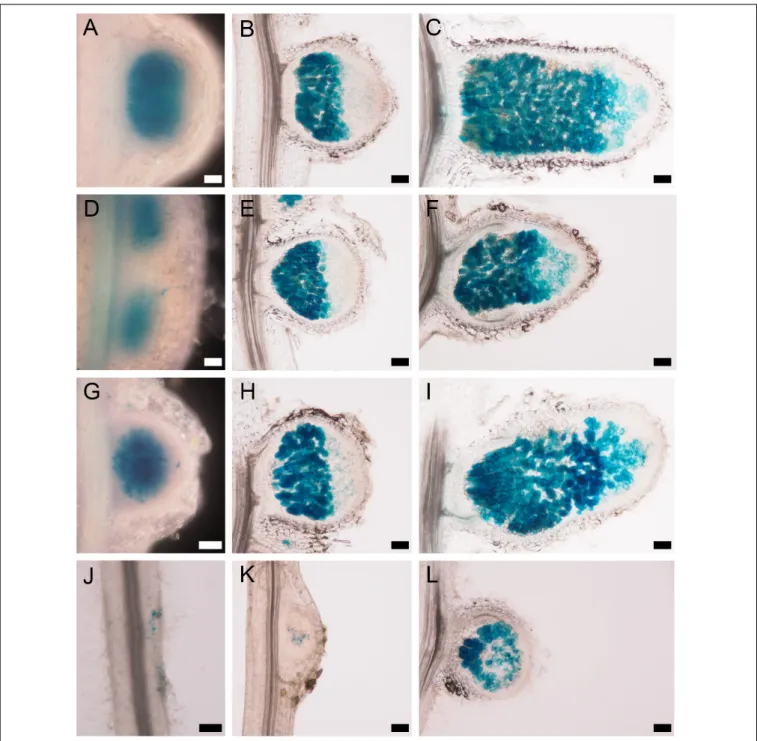 FIGURE 6 | Strain-dependent nodulation kinetics of the nsp2-3 mutant. WT Medicago truncatula A17 plants inoculated with either the (A–C) S
