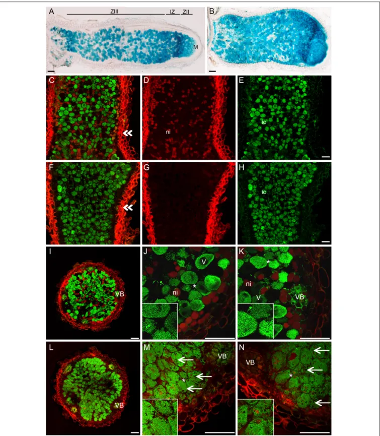 FIGURE 8 | nsp2-3 nodules contain colonized cells more densely. (A) WT and (B) nsp2-3 plants were inoculated with SmWSM419 with the gusA marker gene