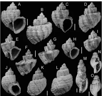 377, Pl. 45, Figs 17–18 (non Brocchi).