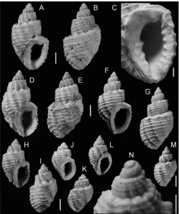 1856 Cancellaria scabra – H€ ornes, p. 681, Pl. 52, Fig. 7 (non Deshayes).