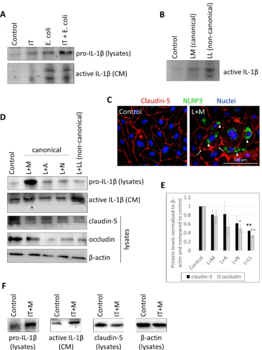 Figure 1. CECs secrete active IL-1β in response to E. coli infection, canonical and noncanonical  inflammasome activation