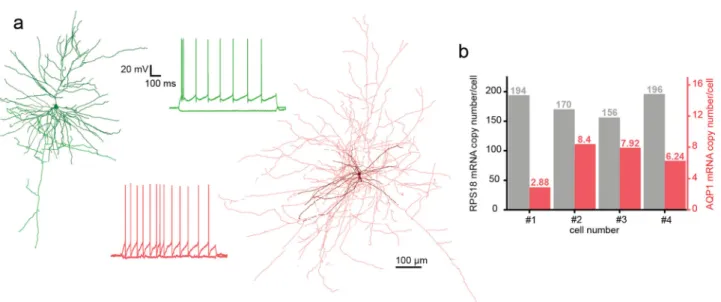 Fig. 6 Electrophysiological properties of the cells patched by DIGAP. a Main electrophysiological parameters from the successful automatic patch clamp recordings