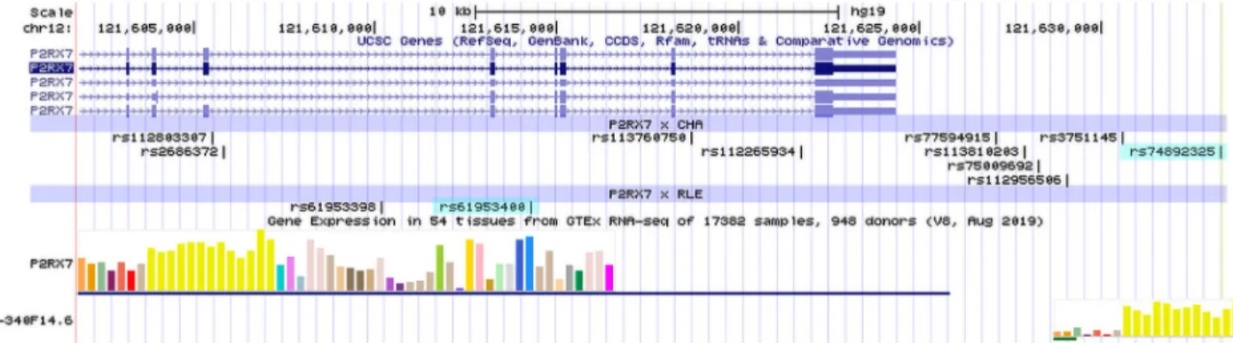 Fig 4. Genomic location of significant SNPs identified in the clumping procedure. Significant SNPs identified in the analysis with an effect on current depression symptoms in interaction with childhood adversities are denoted as P2RX7 x CHA; significant SN