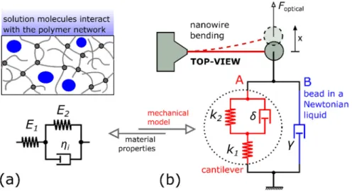 Figure 1. The scheme showing the interconnection of the used models: (a) the 3-parameter solid  model of the photopolymer material; (b) the mechanical model of the cantilever system immersed  in a Newtonian liquid