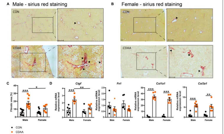 FIGURE 4 | Hepatic fibrosis in CDAA-induced NASH. Determination of the extent of liver fibrosis by histological assessment of hepatic pathological alterations on picrosirius red-stained liver sections in males (A) and females (B), and by the extent of fibr