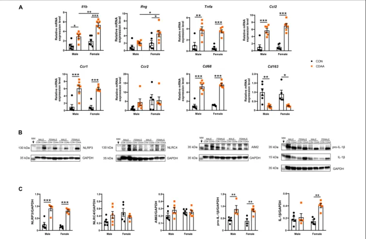 FIGURE 6 | Hepatic inflammation in CDAA-induced NASH. Gene expression of pro-inflammatory (Il1b, Ifng, Tnfa), chemokine (Ccl2, Ccr1, Ccr2), and macrophage markers (Cd68, Cd163) genes were performed by qRT-PCR and was normalized to Rpl13a, as a housekeeping