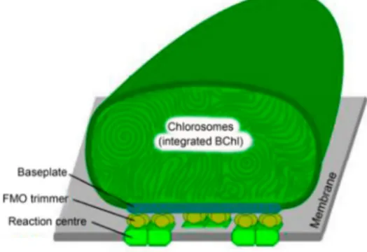 Figure 6. Schematic structure of the photosynthetic apparatus of green sulfur bacteria (the scheme modified from Dostál, 2014 [91].