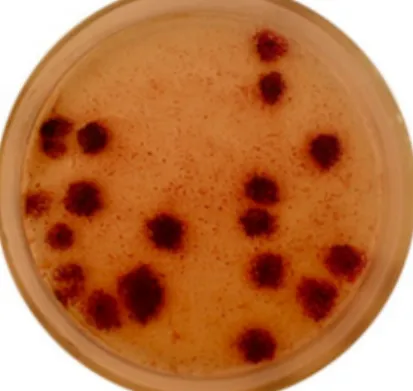 Figure 1. The colonies of purple sulfur bacteria of Lamprocystis genus [11].