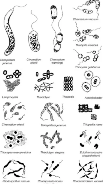 Figure 2. The morphological diversity of some phototrophic purple bacteria [11].