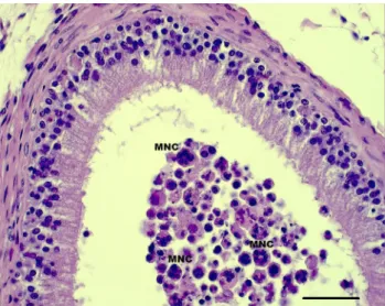 Fig. 6. Histological section of the stallion's right corpus epididymidis (HE staining, bar: 50 m m)