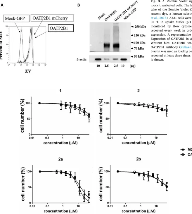 Fig. 4. Cell growth inhibition of compounds in A431 cells. A431 mock and A431-OATP2B1 cells were incubated with increasing steroid concentrations for 120 h on  96-well plates