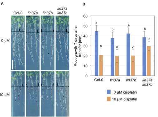 Figure 7. Double mutants for LIN37A and LIN37B display less repression of root growth under  DNA-damaging conditions than the wild type.
