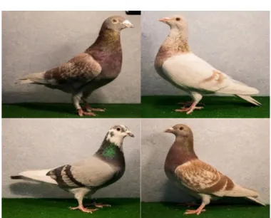 Figure 1. Homing pigeons of the stock  